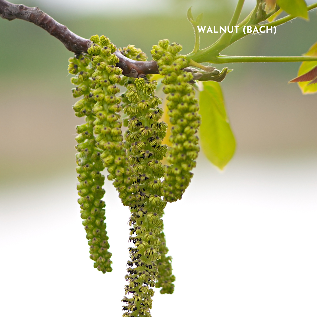 walnut-woman-ithdropper-fourth-phase-box